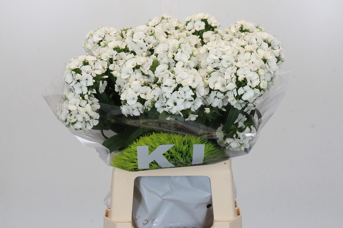 <h4>Dianthus Br Kiwi Bunny</h4>