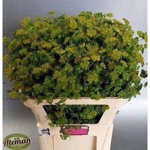Bupleurum Rotundifol