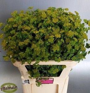 <h4>Bupleurum Rotundifol</h4>