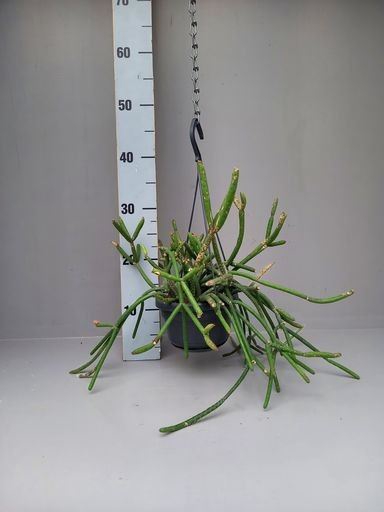 <h4>Rhipsalis   ...</h4>