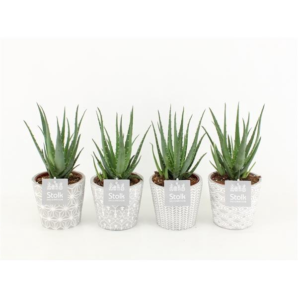 <h4>Aloe Mohawk in Star pot</h4>