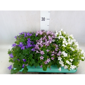 Campanula   ...
