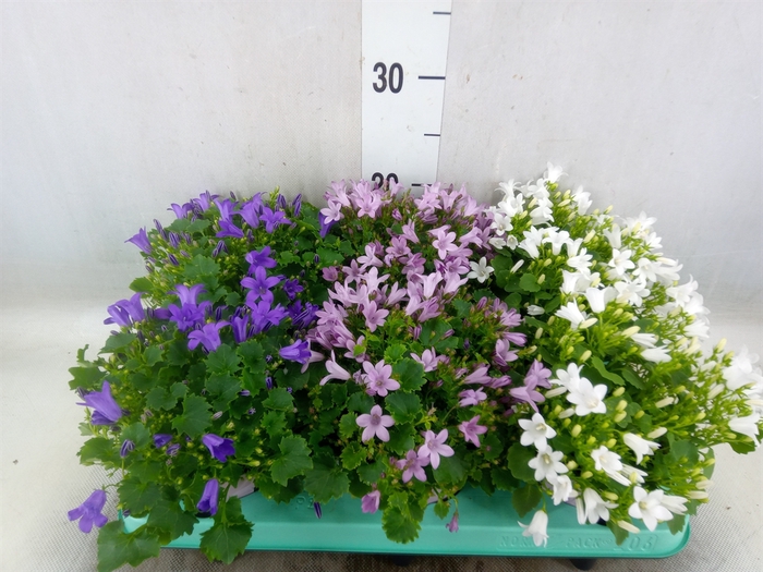 <h4>Campanula   ...</h4>