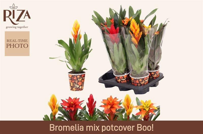 <h4>BROMELIA GEM 6 SRT</h4>