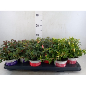Fuchsia  'Bella Fuchsia'  .mix hang