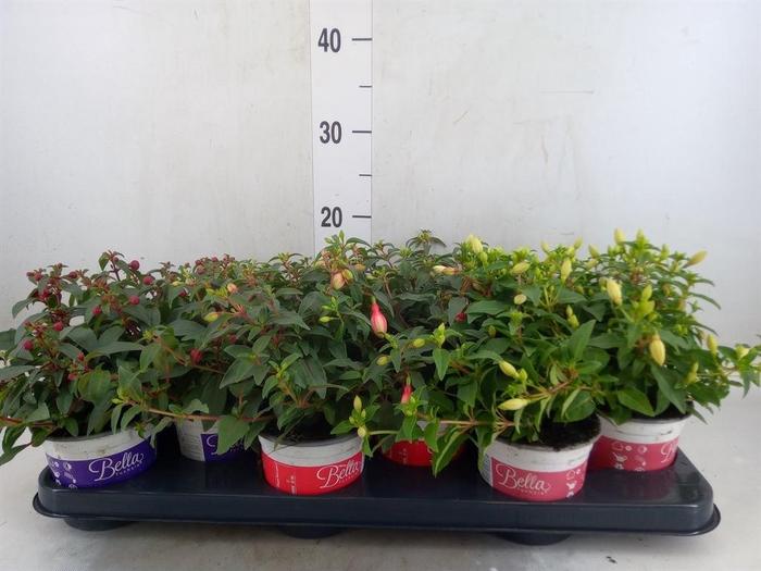 Fuchsia  'Bella Fuchsia'  .mix hang