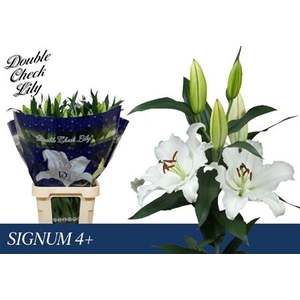 Li Or Signum