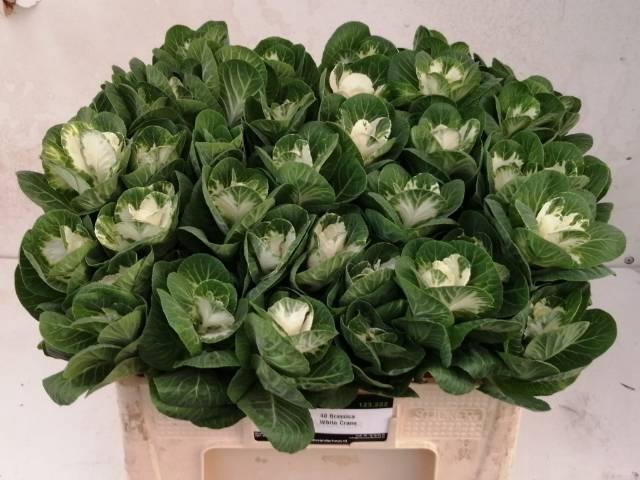 <h4>BRASS WHITE CRANE</h4>