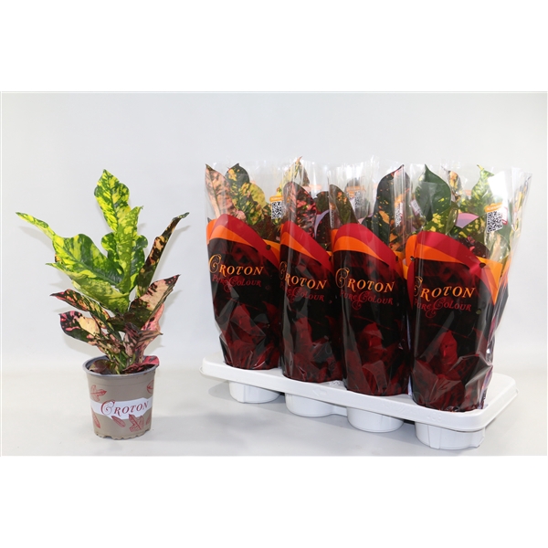 <h4>Croton Magnificent in design hoes"Sunshiners®"</h4>