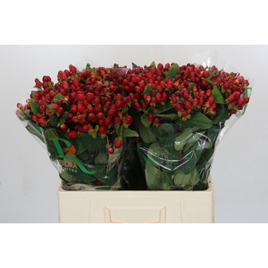 Hypericum Magical Triumph