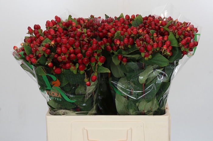 Hypericum Magical Triumph