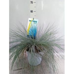 Festuca glauca 'Intens Blue'