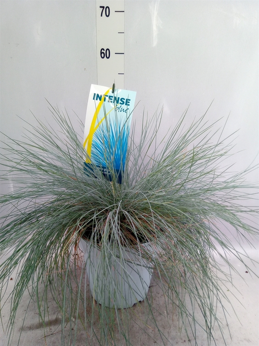 Festuca glauca 'Intens Blue'