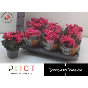 BEG HL ADONIA PINK