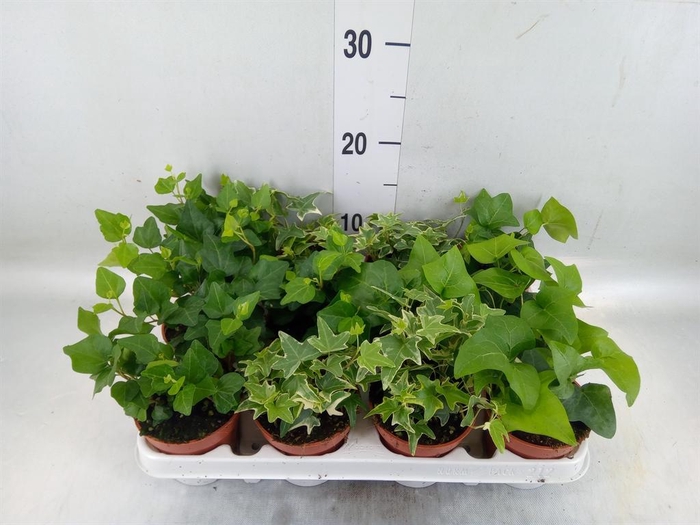 <h4>Hedera   ...mix</h4>