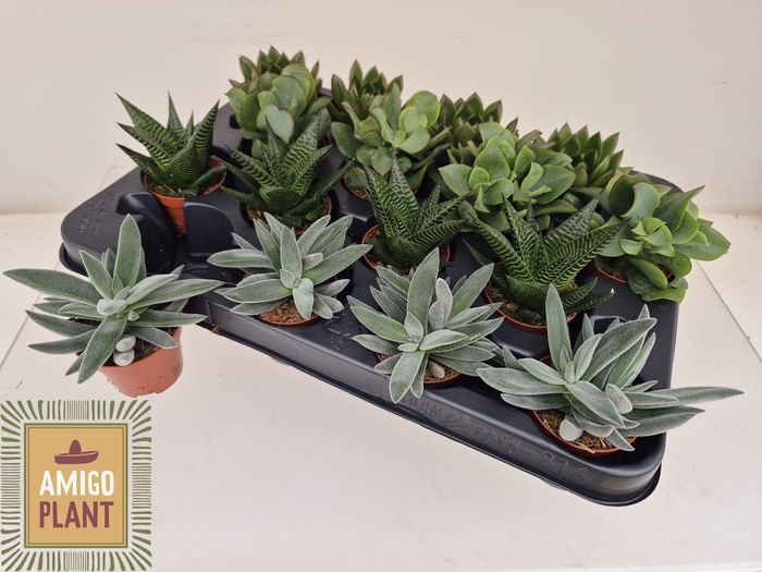 <h4>SUCC GEM 4 SRT</h4>