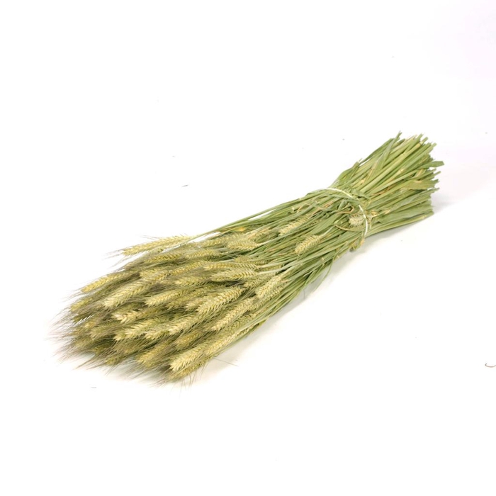 <h4>Triticale Natural Green</h4>