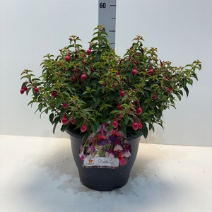 Fuchsia  'Tom Thumb'