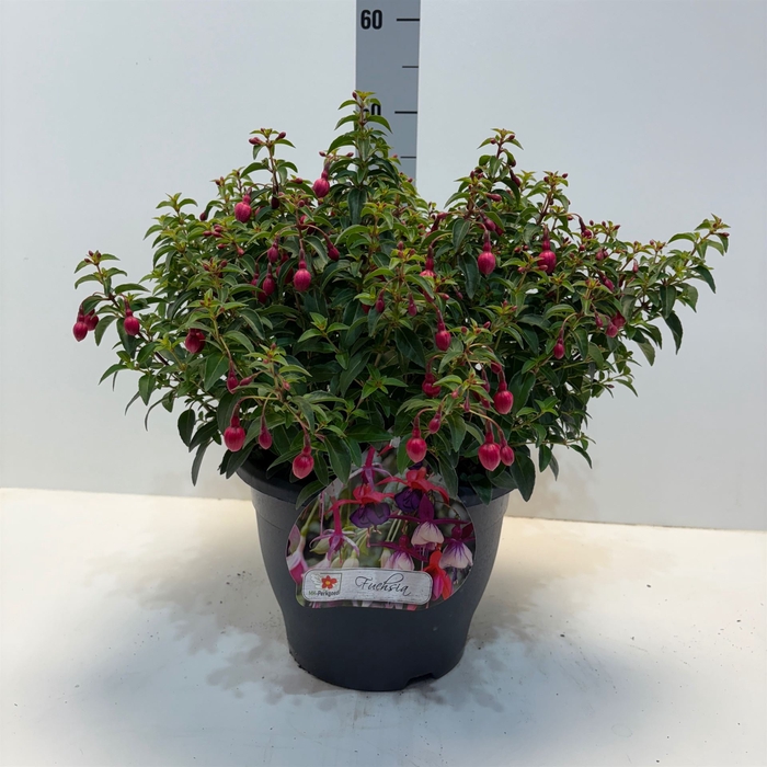 <h4>Fuchsia  'Tom Thumb'</h4>