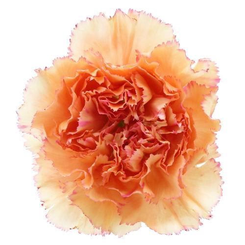 Dianthus St Goopy Geer