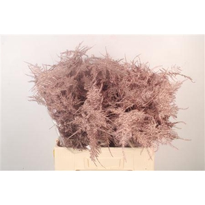 Asp Middel Getopt Metallic Red