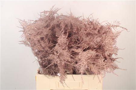 <h4>Asp Middel Getopt Metallic Red</h4>