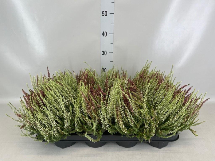 Calluna vulg. 'Garden G Twin'