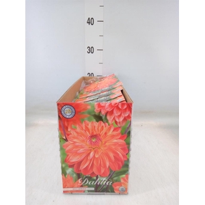 Dahlia   ...flowerbulbs