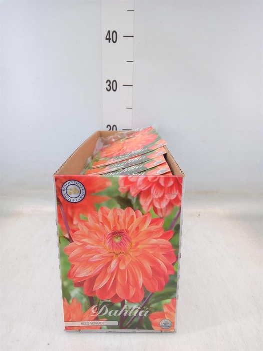 <h4>Dahlia   ...flowerbulbs</h4>