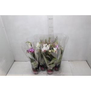 PHALAENOPSIS MINI P09 2 HT PREMIUM