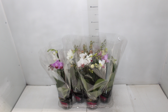 <h4>PHALAENOPSIS MINI P09 2 HT PREMIUM</h4>