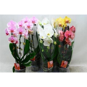 Phal El Cascade