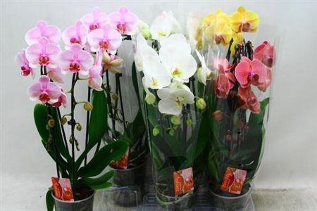 <h4>Phal El Cascade</h4>