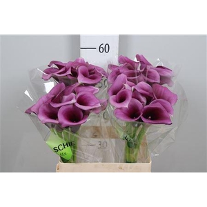 Zantedeschia  'Durban'