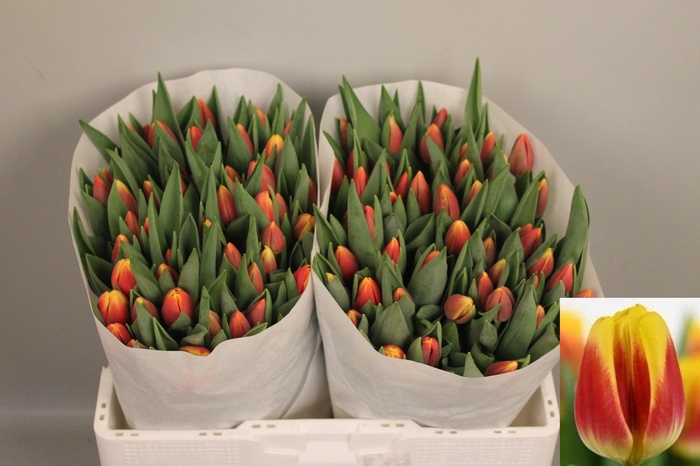 <h4>TU EN REPLAY</h4>