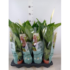 Spathiphyllum  'Sweet Chico'