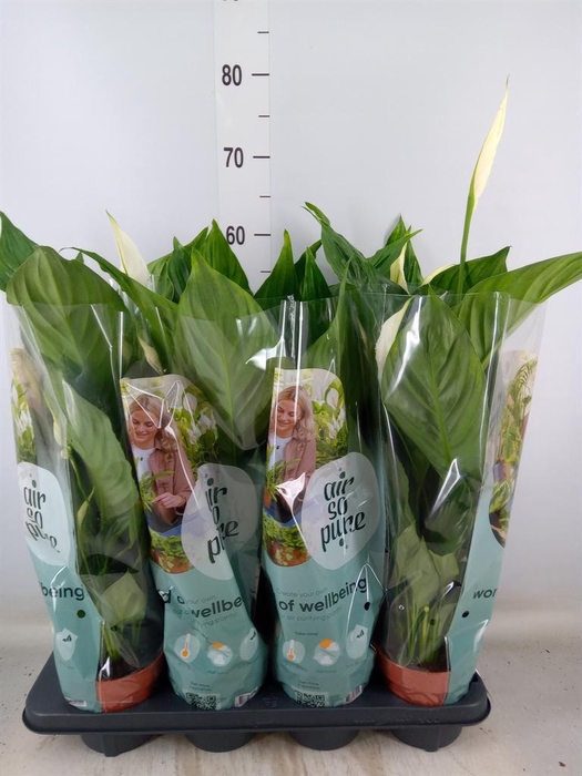 <h4>Spathiphyllum  'Sweet Chico'</h4>