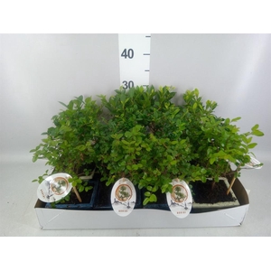 Bonsai   ...mix