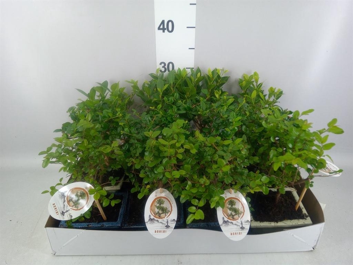<h4>Bonsai   ...mix</h4>