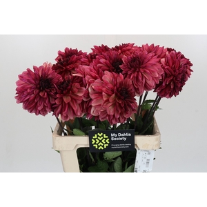Dahlia Bacardi