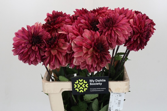 <h4>Dahlia Bacardi</h4>