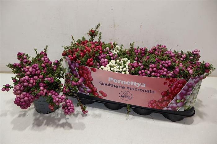<h4>Gaulth Mucronata</h4>