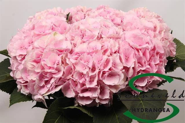 <h4>HYDR M CH VERENA</h4>