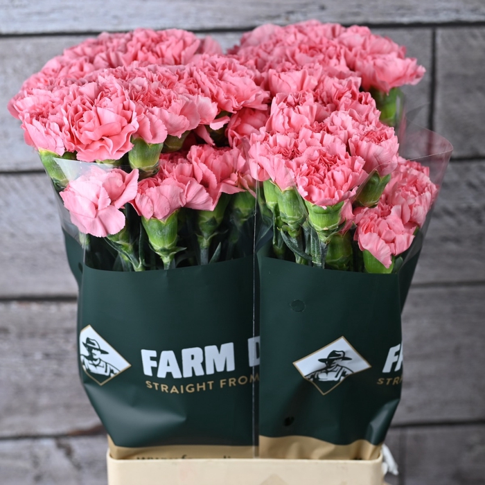 <h4>Di St Fristi</h4>