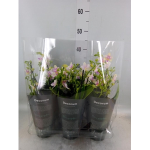 Phalaenopsis multi.   ...