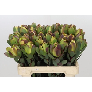 Leucadendron Pom-Pom Green Ball