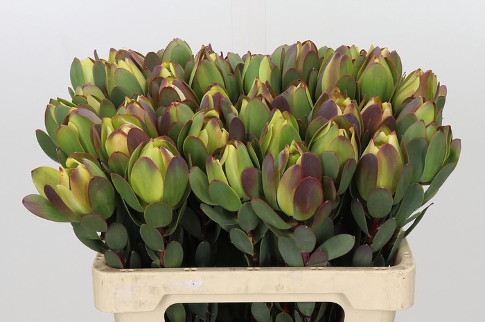 <h4>Leucadendron Pom-Pom Green Ball</h4>