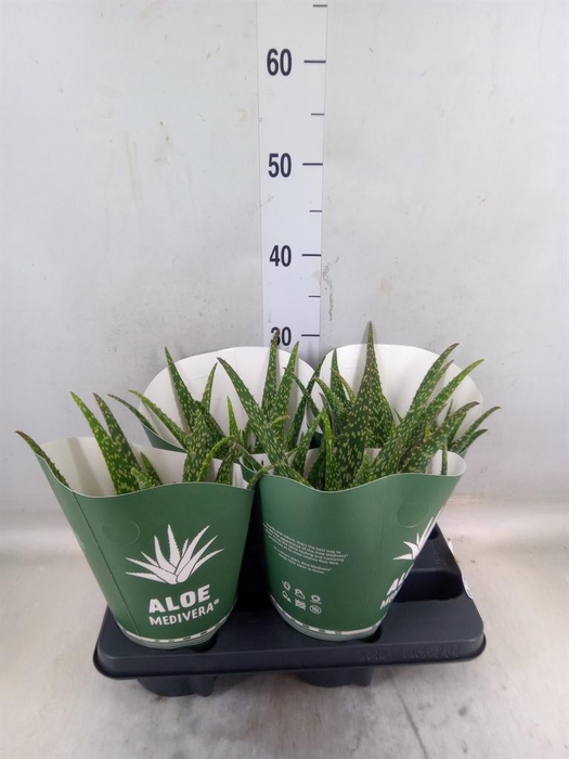 <h4>Aloe  'Tropical'</h4>