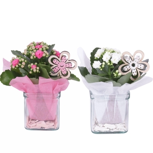 Yearround Arr. Indoor Glass Accuglas Square Ø08cm 1PP