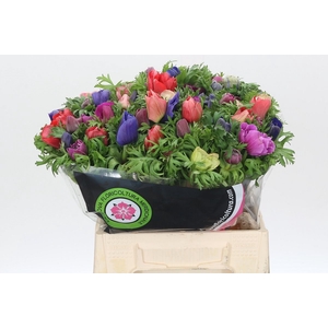 Anemone Mistral Plus Rainbow Mix